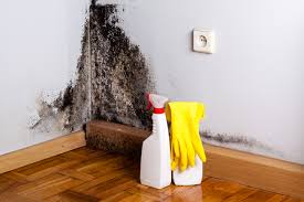 Why You Should Choose Our Mold Remediation Services in Chenoweth, OR